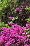 0049 Nonza - Cap Corse